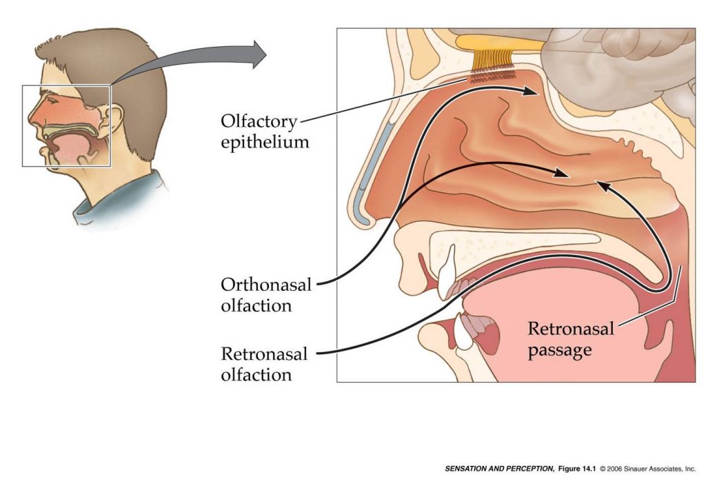 apparato_olfattivo