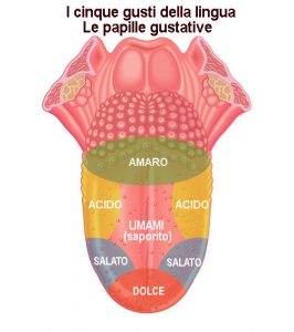 papille-gustative